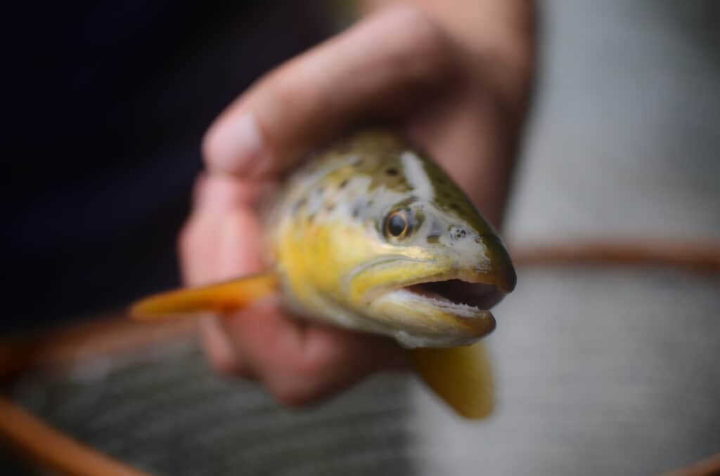 close up front view of brown trout, while fly fishing