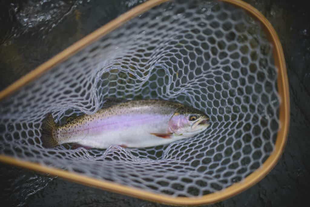 Rainbow Trout in fly fishing net