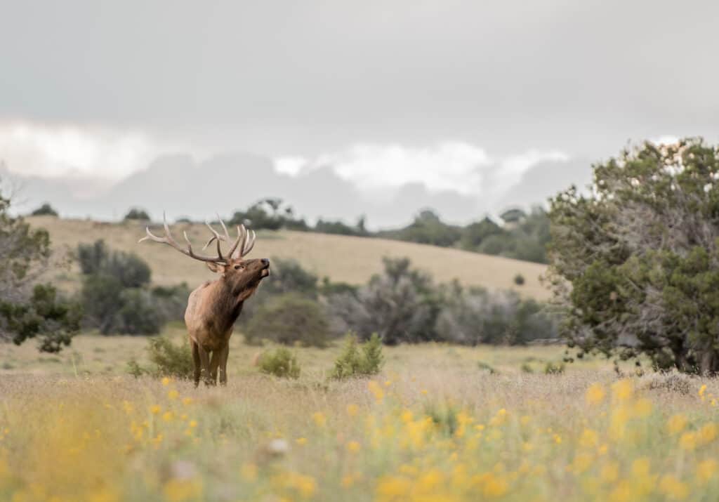 Image of an Elk in a large prairie