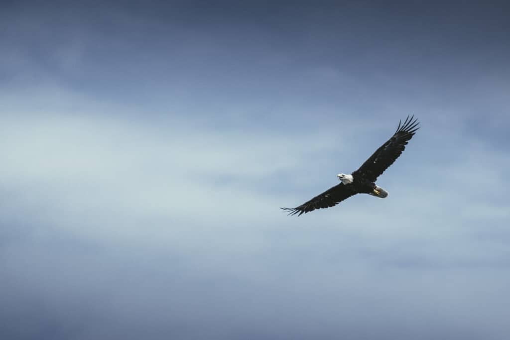 bald eagle flying over lake with overcast sky in background
