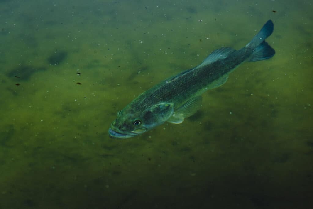largemouth bass swimming