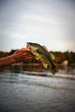 bass season 2021