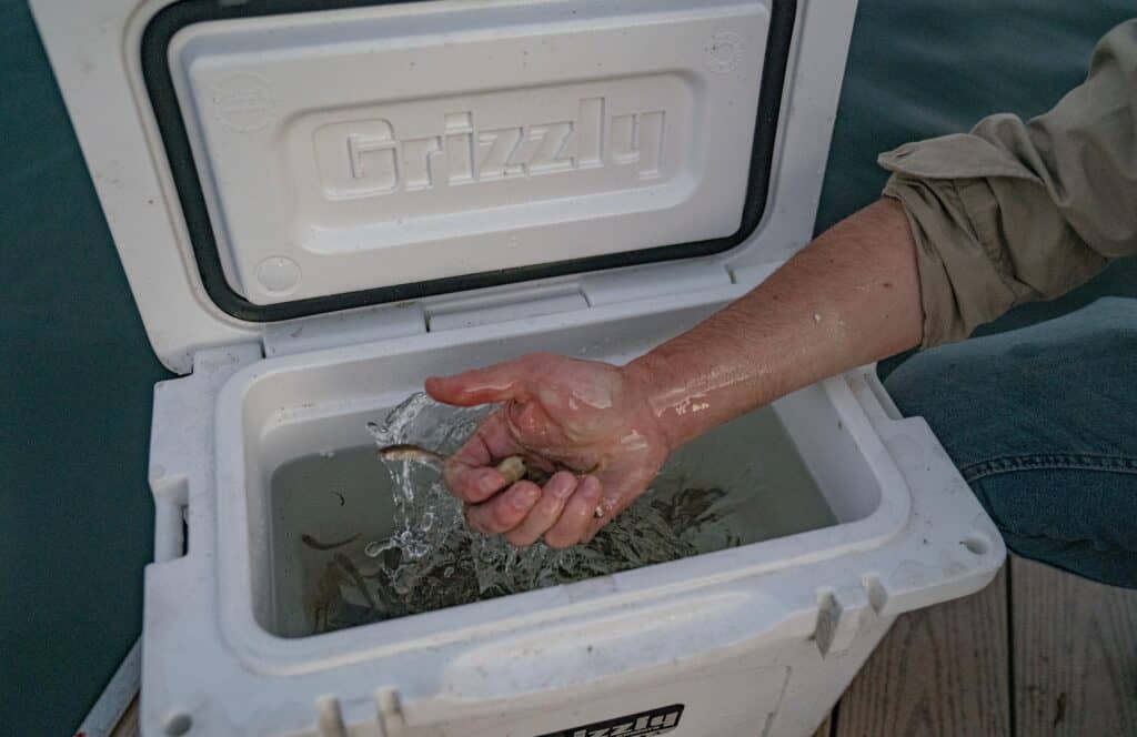 using a grizzly cooler as a live bait box