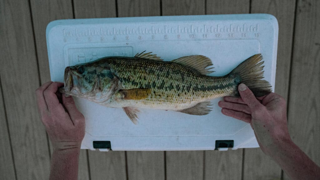 smallmouth bass being measured on top of a grizzly cooler hard sided cooler lid, embossed with 15 inch ruler.