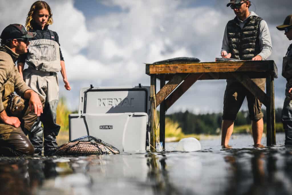 trout fishing and filleting trout in stream with opened gray Kenai cooler