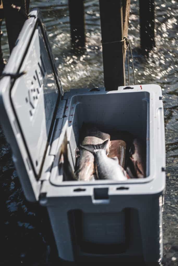 kenai cooler open with trout inside cooler