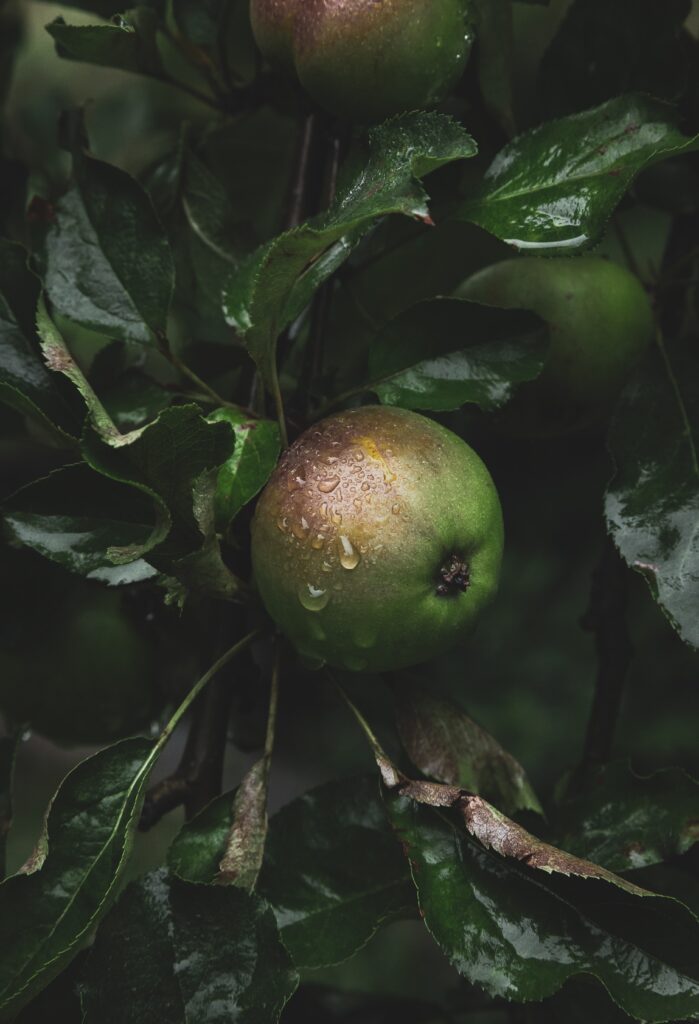 ripe apple still attached to it's tree at a apple farm