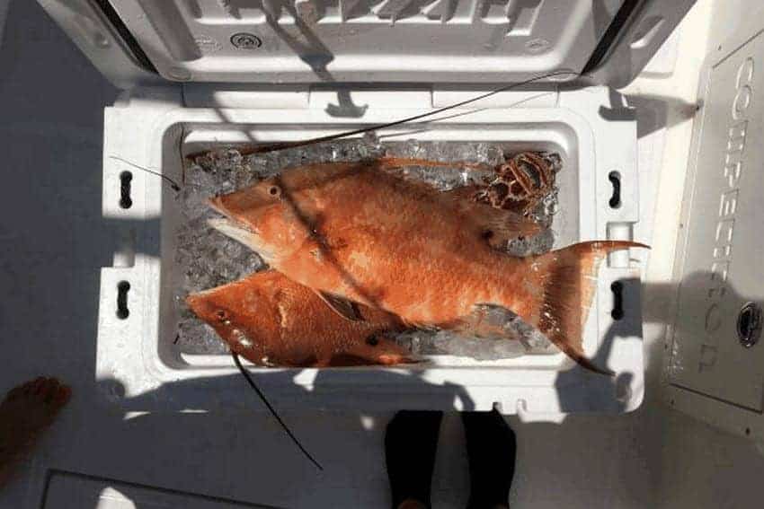 fishing with grizzly coolers, grizzly 40 cooler open with red fish on ice