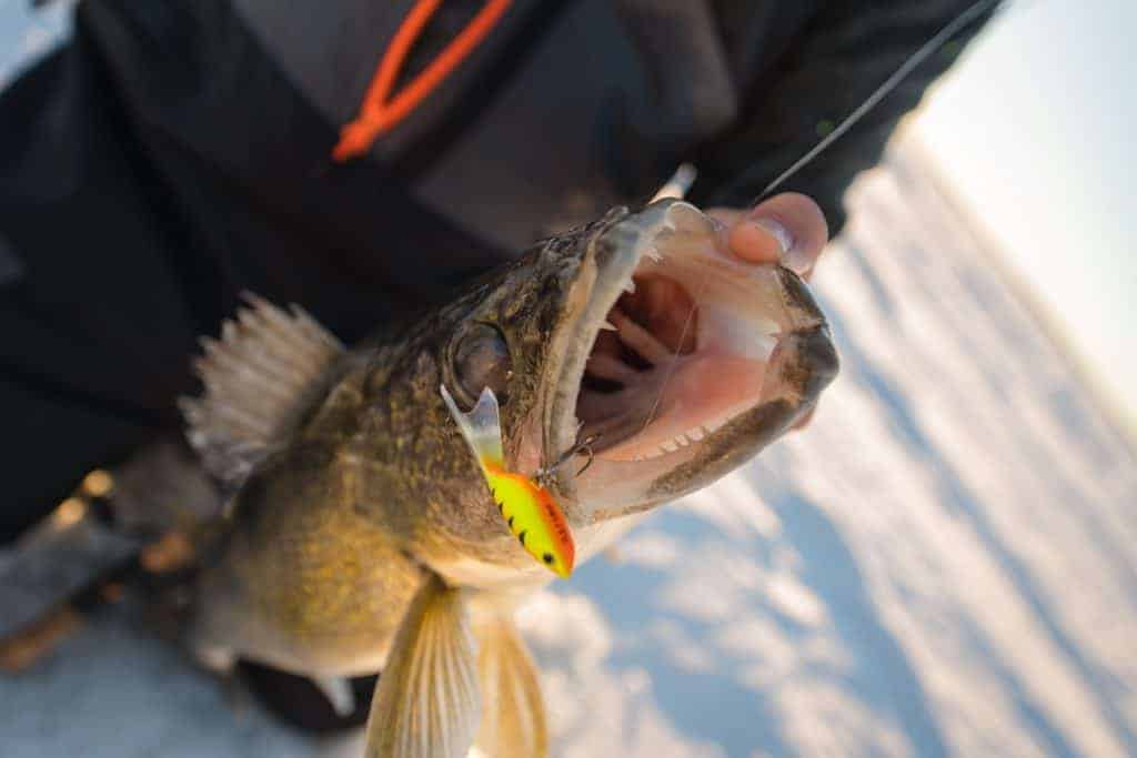 walleye caught ice fishing