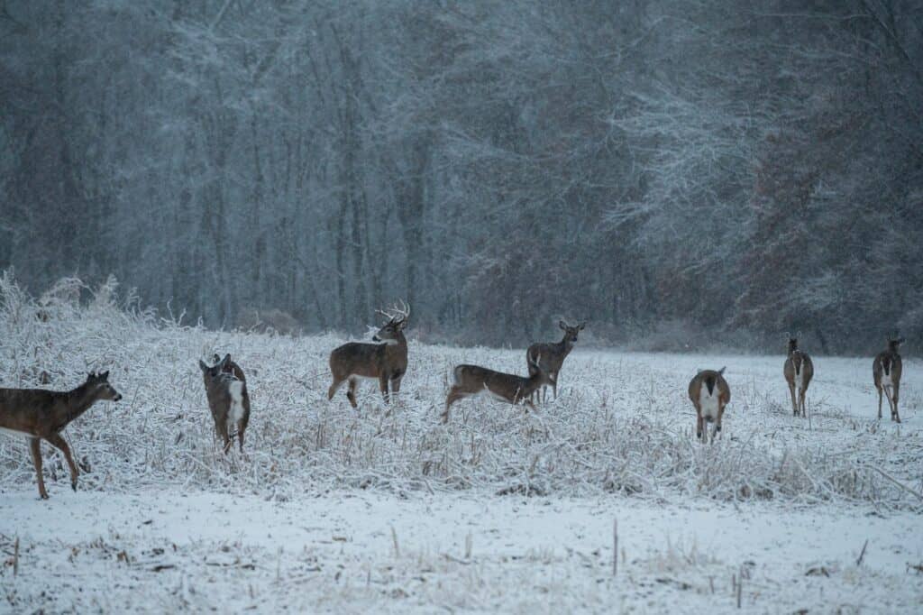 Several deer in open snow covered field