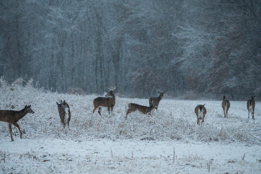 trail camera placement tips during the winter