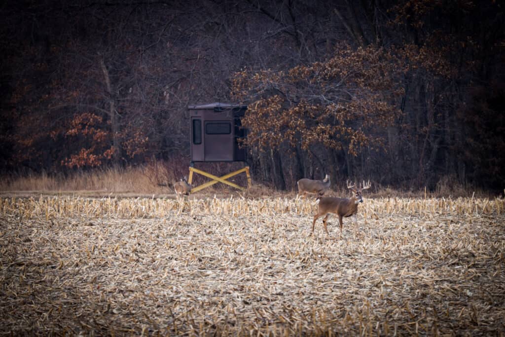 large white tail buck standing in field during the 'October Lull' with grizzly coolers hunting blind in background