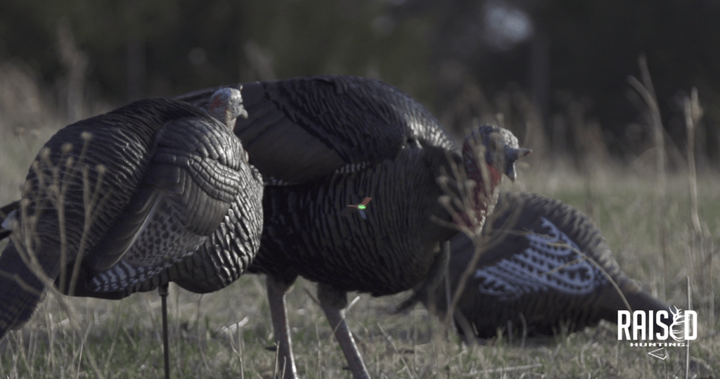 spring turkey hunting tips, decoys