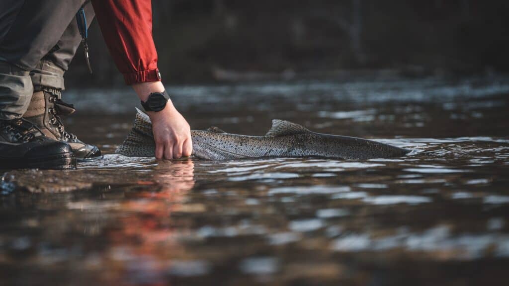 steelhead fishing Michigan