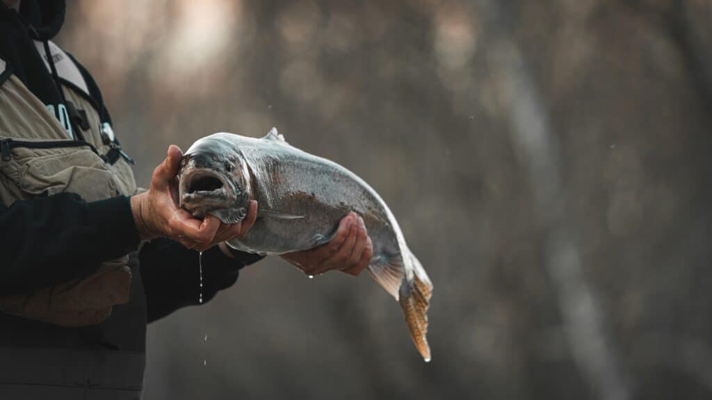 steelhead fishing michigan