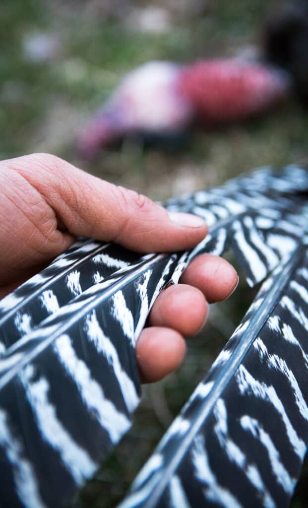 turkey feathers